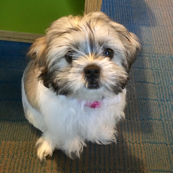 Meet your Posher, Hong - Picture 8 of 8